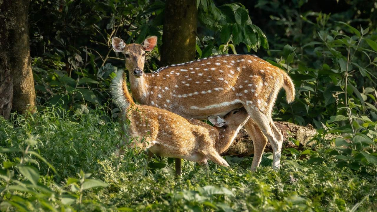 Tiger Corner Inn home stay Sauraha Eksteriør bilde